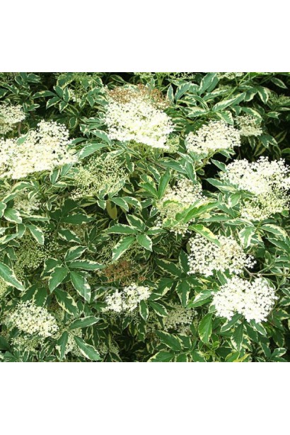 Бузина чорна Варієгата білі зонтичні суцвіття